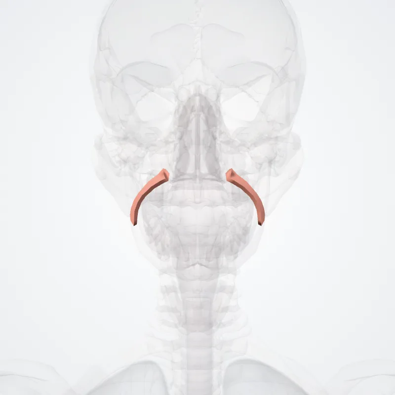 Sulcus nasolabialis (Nasolabial sulcus) hervorgehoben in einem 3D-Modell des menschlichen Körpers