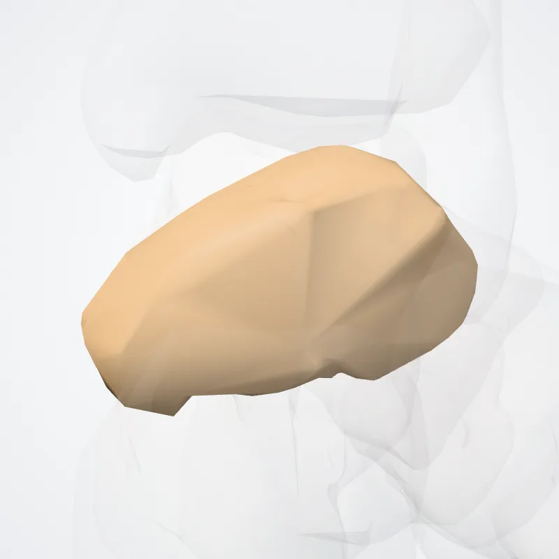 Navicular bone, the structure this landmark is on