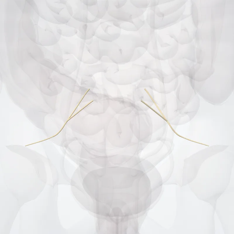Nervus musculi piriformis (Nerve to piriformis muscle) hervorgehoben in einem 3D-Modell des menschlichen Körpers