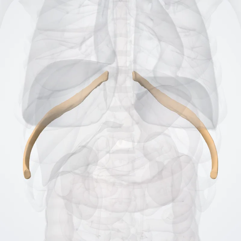 Ninth rib (Nona costa) highlighted in a 3D model of the human body