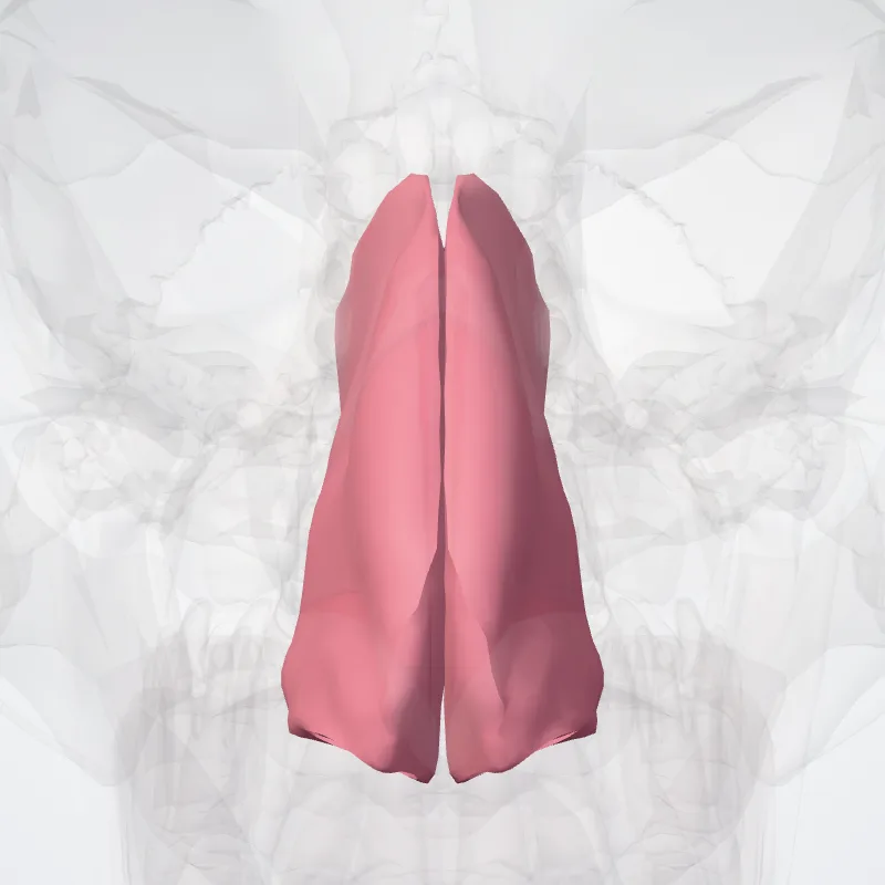 Nasus (Nose) hervorgehoben in einem 3D-Modell des menschlichen Körpers