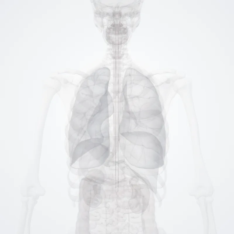 Nucleus proprius highlighted in a 3D model of the human body