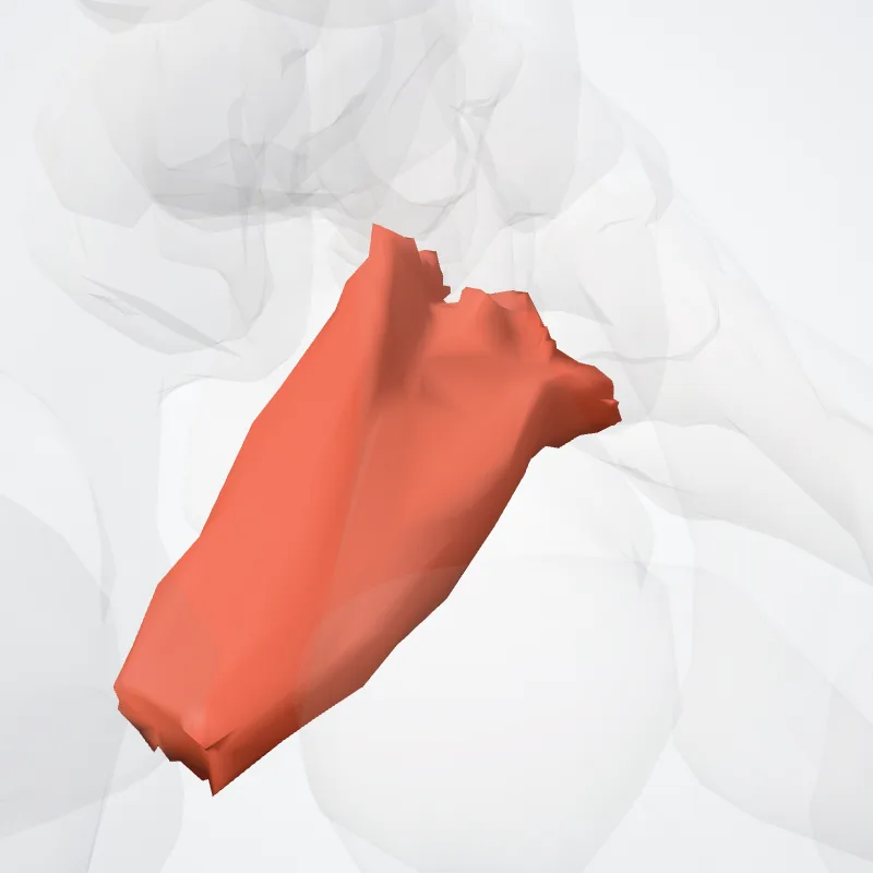 Oblique head of adductor hallucis (Caput obliquum adductoris hallucis) highlighted in a 3D model of the human body