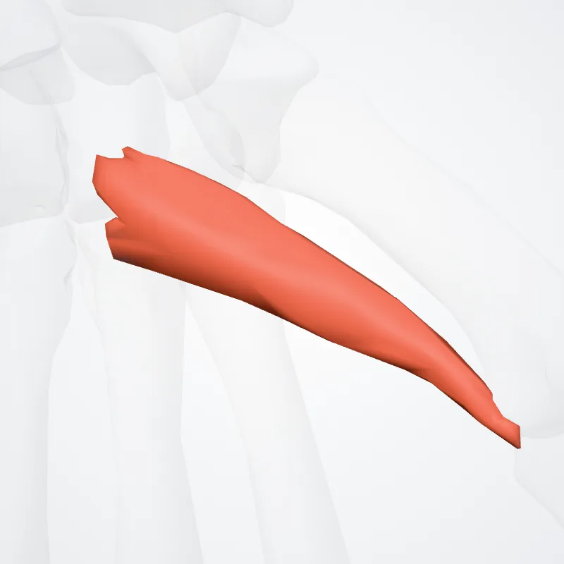 Caput obliquum adductoris pollicis (Oblique head of adductor pollicis) hervorgehoben in einem 3D-Modell des menschlichen Körpers