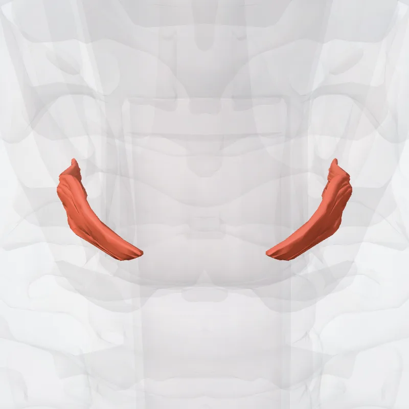 Pars obliqua musculi cricothyreoidei (Oblique part of cricothyroid muscle) hervorgehoben in einem 3D-Modell des menschlichen Körpers