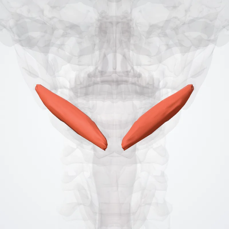 Obliquus inferior capitis muscle (Musculus obliquus inferior capitis) highlighted in a 3D model of the human body