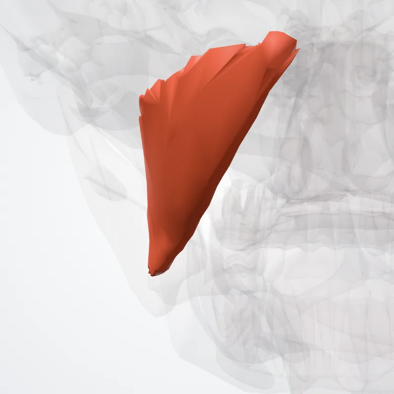 Obliquus superior capitis muscle (Musculus obliquus superior capitis) highlighted in a 3D model of the human body