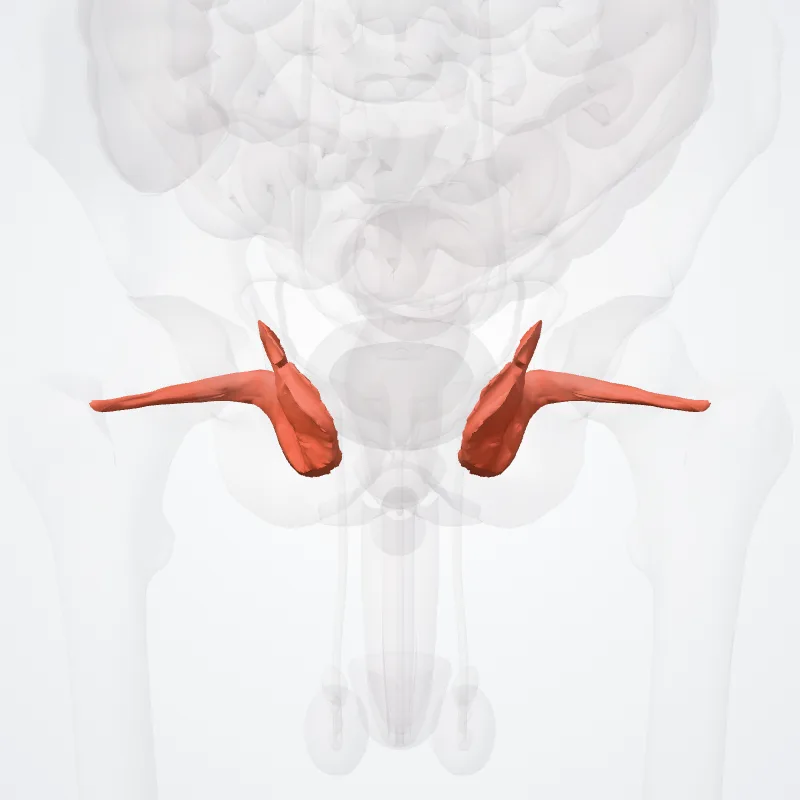 Obturator internus hervorgehoben in einem 3D-Modell des menschlichen Körpers