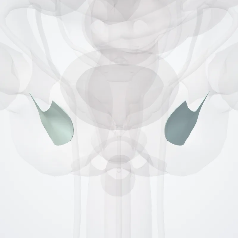 Obturator membrane (Membrana obturatoria) highlighted in a 3D model of the human body