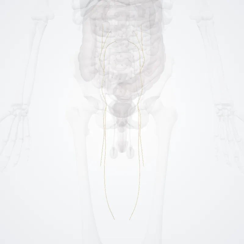 Nervus obturatorius (Obturator nerve) hervorgehoben in einem 3D-Modell des menschlichen Körpers