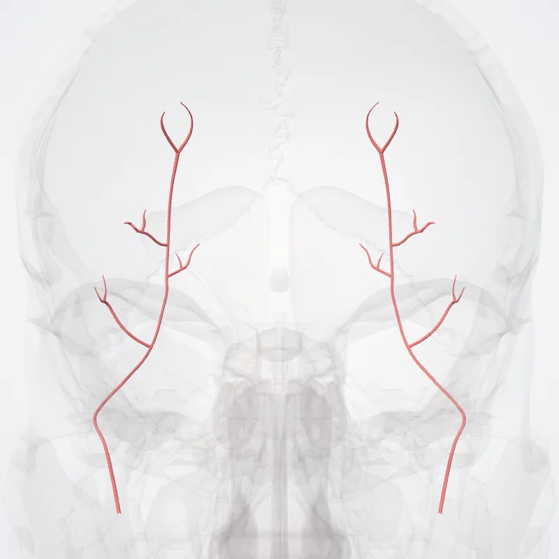 Occipital artery (Arteria occipitalis) highlighted in a 3D model of the human body