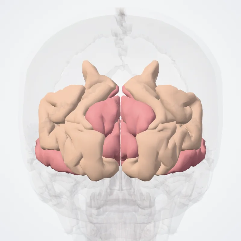 Occipital lobe (Lobus occipitalis) highlighted in a 3D model of the human body