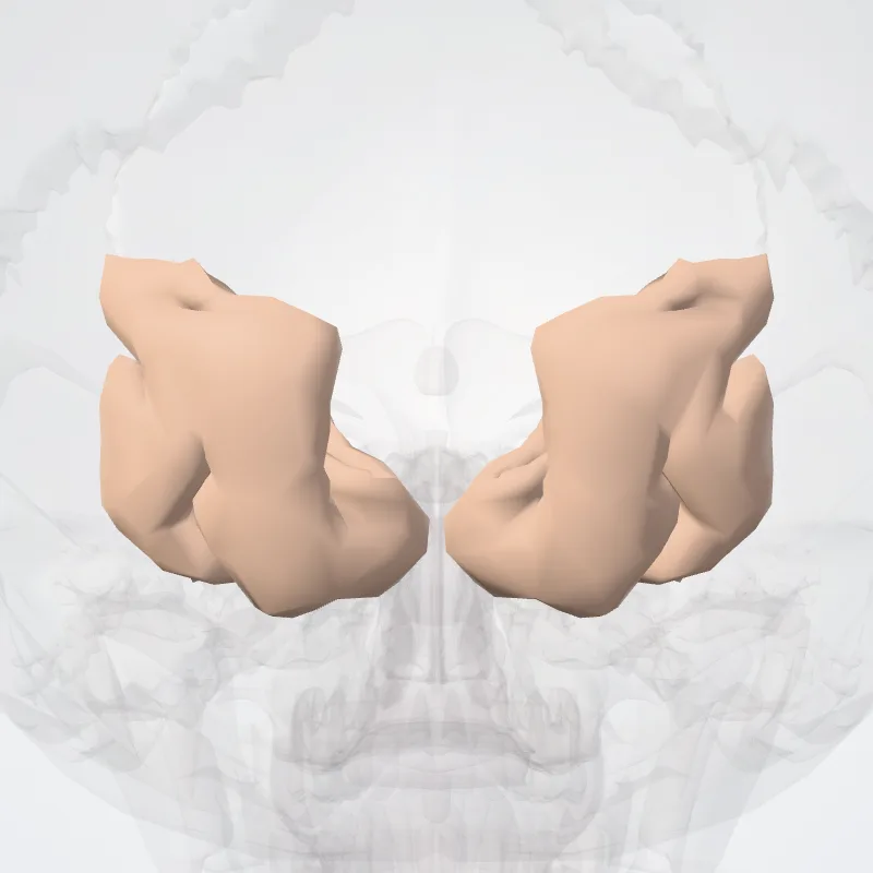 Occipital pole (Polus occipitalis) highlighted in a 3D model of the human body