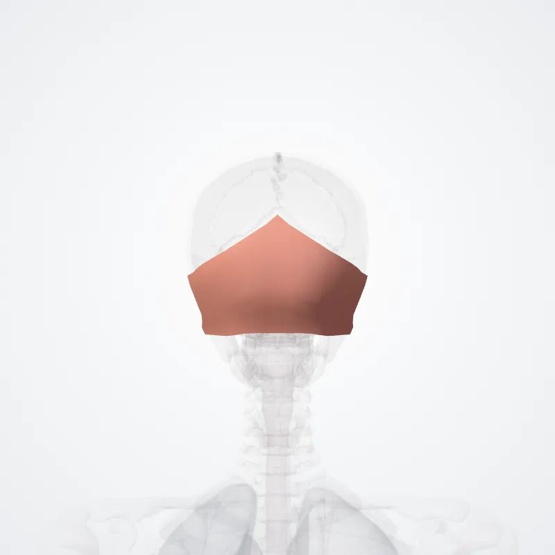 Regio occipitalis (Occipital region) hervorgehoben in einem 3D-Modell des menschlichen Körpers