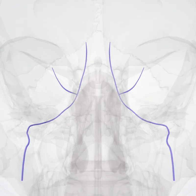 Occipital vein (Vena occipitalis) highlighted in a 3D model of the human body
