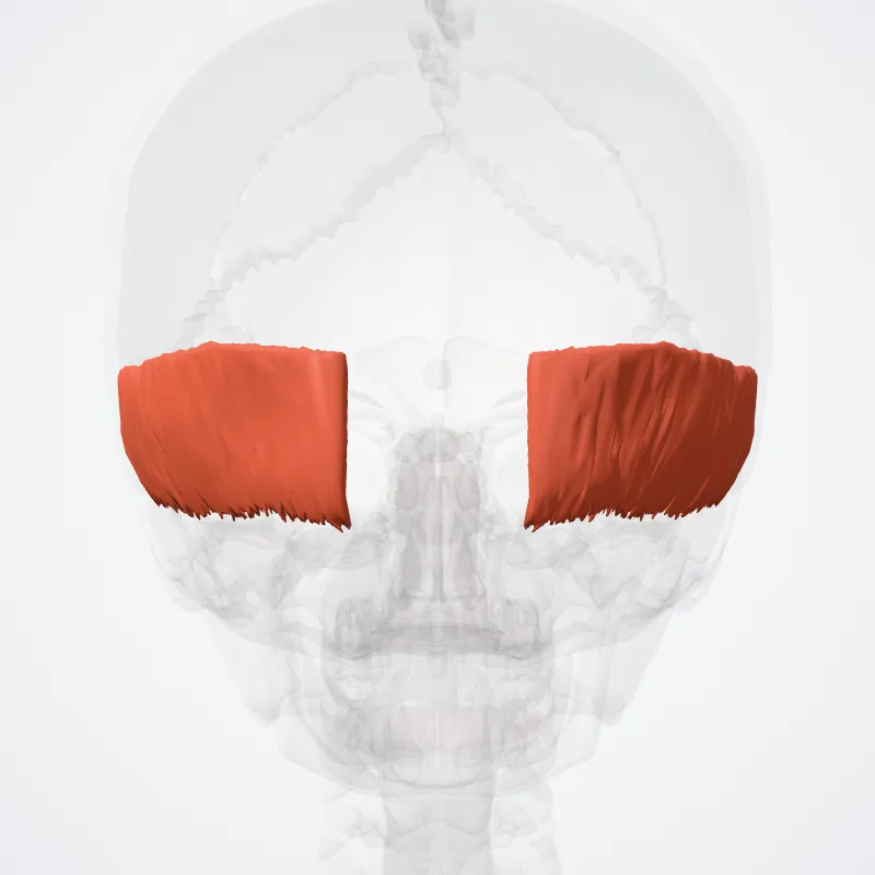 Occipitalis muscle (Musculus occipitalis) highlighted in a 3D model of the human body
