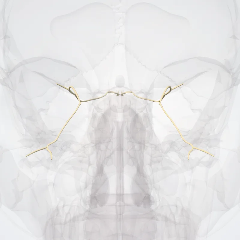 Nervus oculomotorius (III) (Oculomotor nerve (III)) hervorgehoben in einem 3D-Modell des menschlichen Körpers