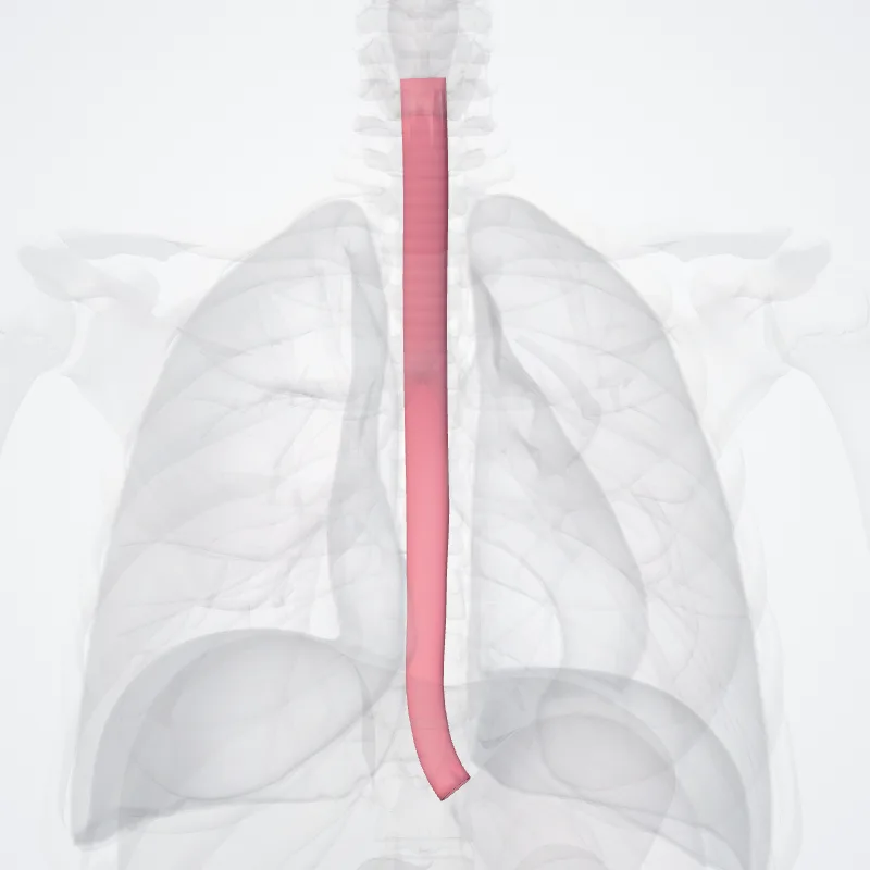 Oesophagus highlighted in a 3D model of the human body