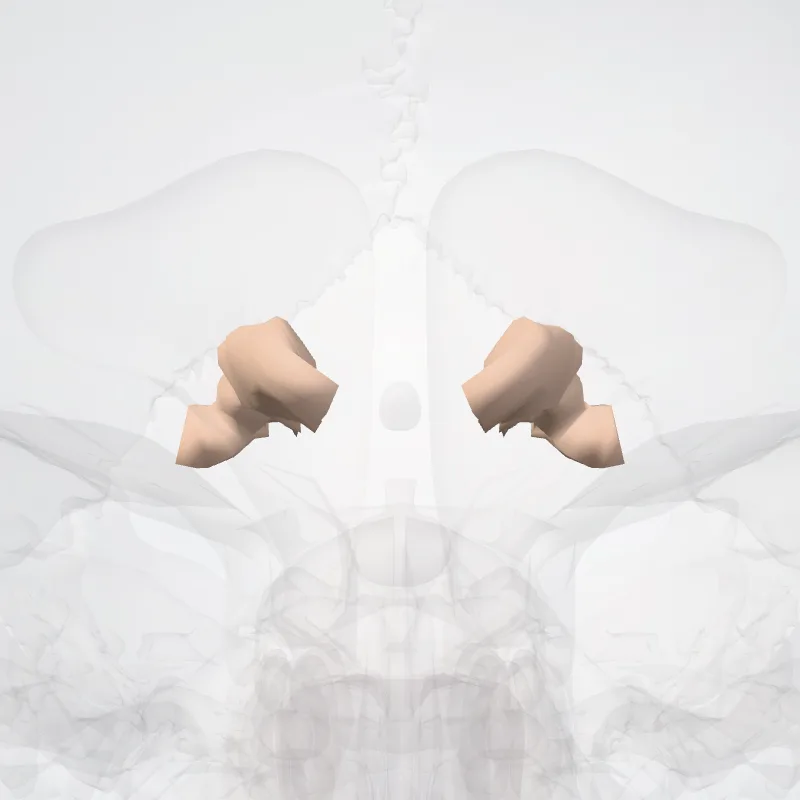 Sulcus olfactorius (Olfactory sulcus) hervorgehoben in einem 3D-Modell des menschlichen Körpers