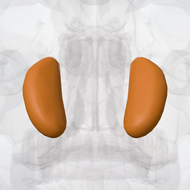Oliva (Olive) hervorgehoben in einem 3D-Modell des menschlichen Körpers
