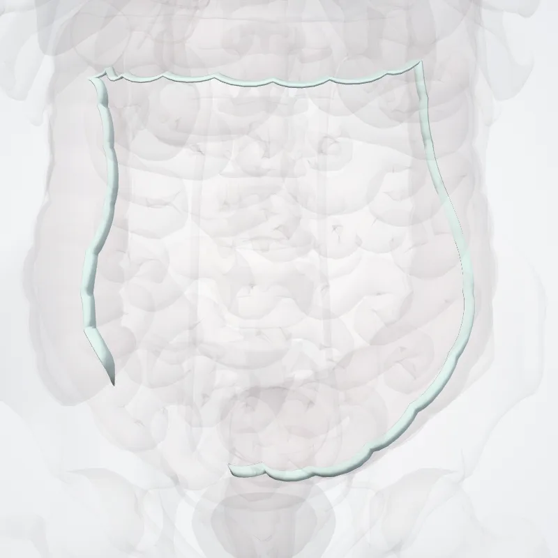 Taenia omentalis (Omental taenia) hervorgehoben in einem 3D-Modell des menschlichen Körpers