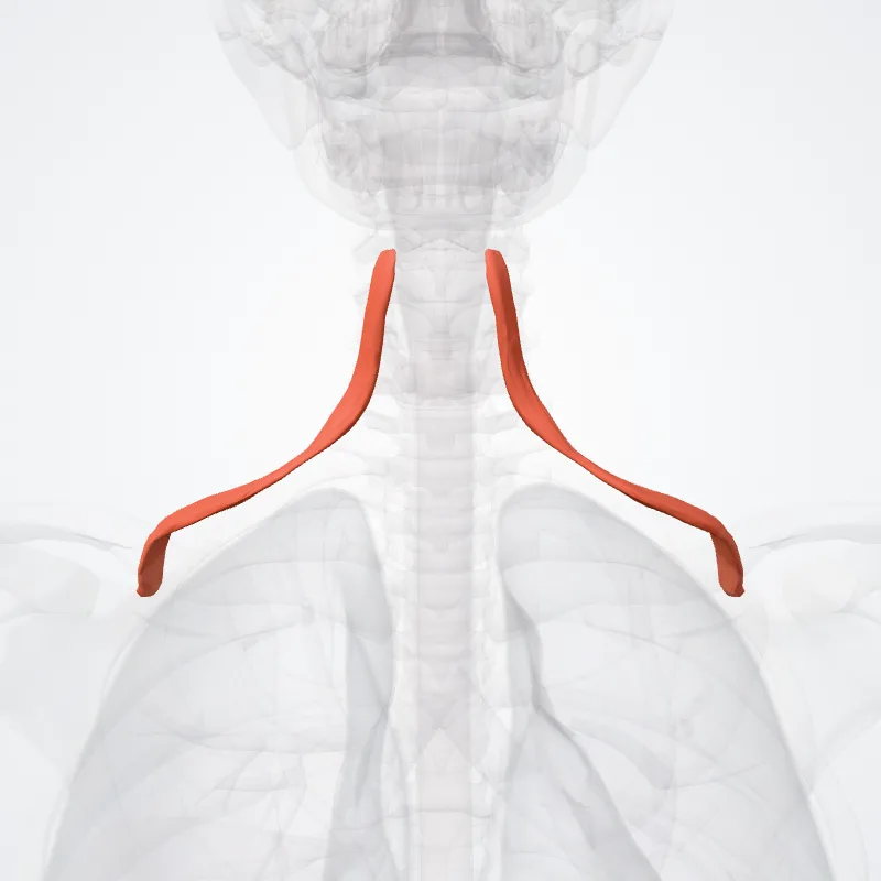 Omohyoid muscle (Musculus omohyoideus) highlighted in a 3D model of the human body