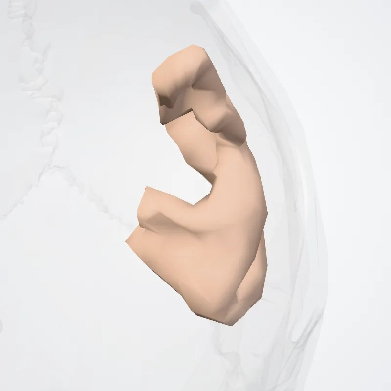 Pars opercularis gyri frontalis inferioris (Opercular part of inferior frontal gyrus) hervorgehoben in einem 3D-Modell des menschlichen Körpers