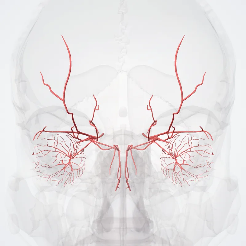 Ophthalmic artery (Arteria ophthalmica) highlighted in a 3D model of the human body