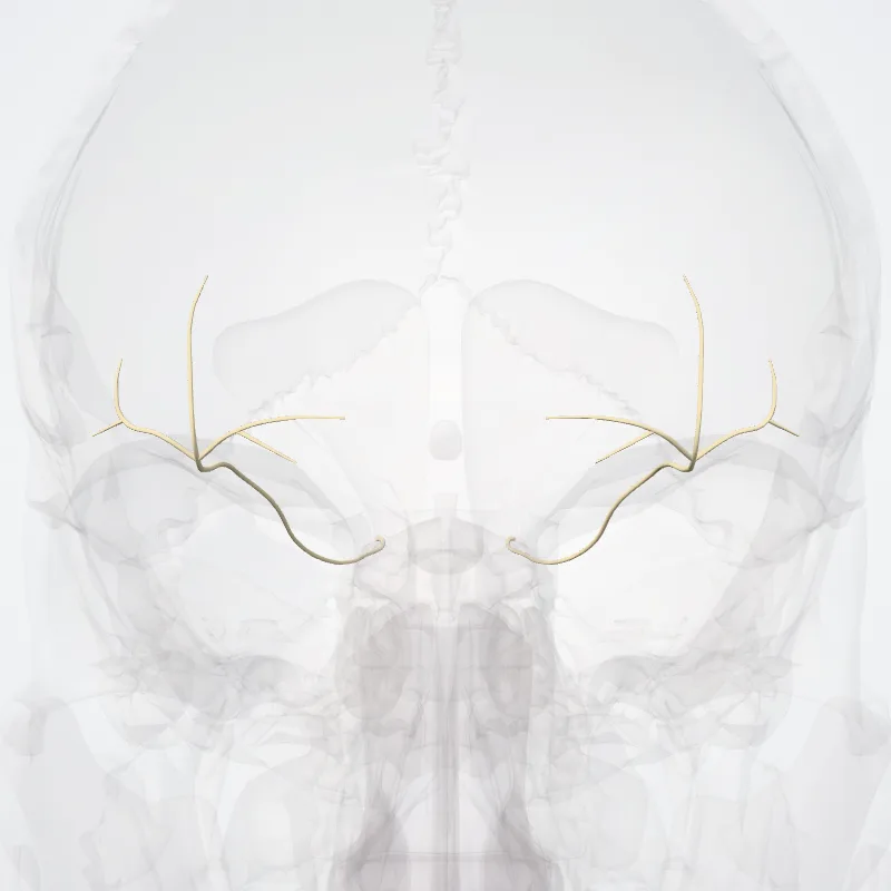 Ophthalmic nerve (Nervus ophthalmicus) highlighted in a 3D model of the human body