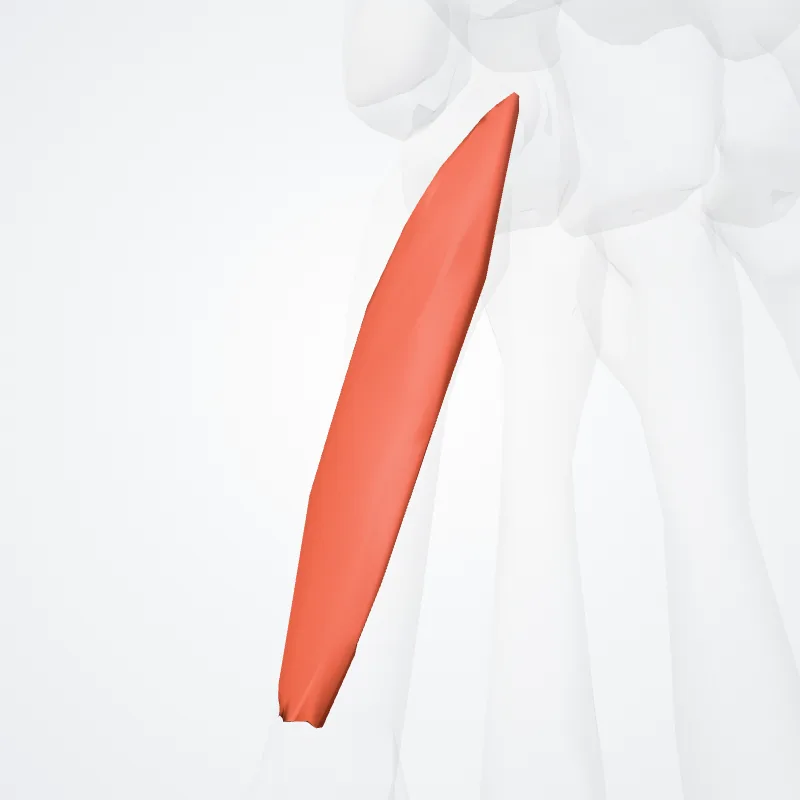 Opponens digiti minimi muscle of hand (Musculus opponens digiti minimi manus) highlighted in a 3D model of the human body