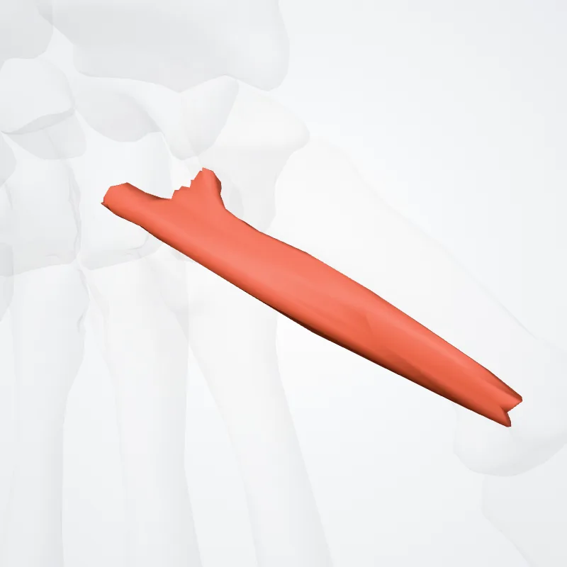 Opponens pollicis muscle (Musculus opponens pollicis) highlighted in a 3D model of the human body