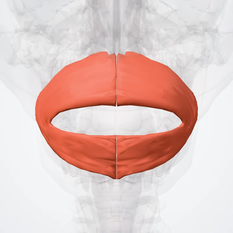 Musculus orbicularis oris (Orbicularis oris muscle) hervorgehoben in einem 3D-Modell des menschlichen Körpers