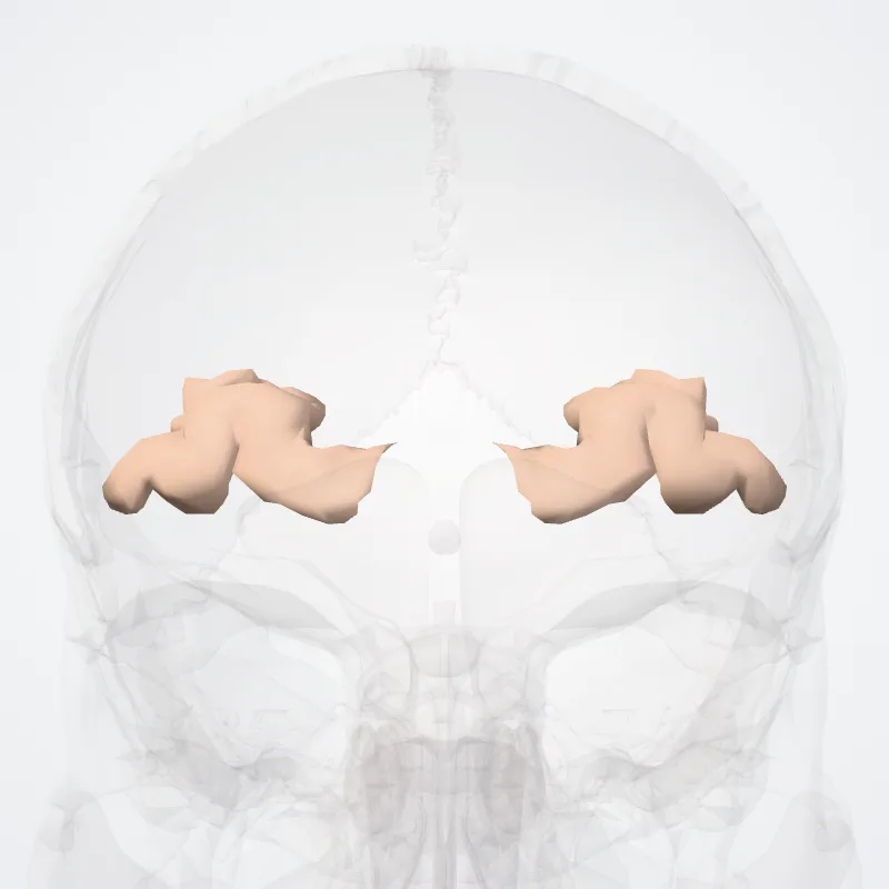 Orbital gyri (Frontomarginal gyrus and sulcus*) highlighted in a 3D model of the human body