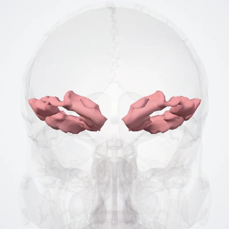 Gyri orbitales (Orbital gyri) hervorgehoben in einem 3D-Modell des menschlichen Körpers