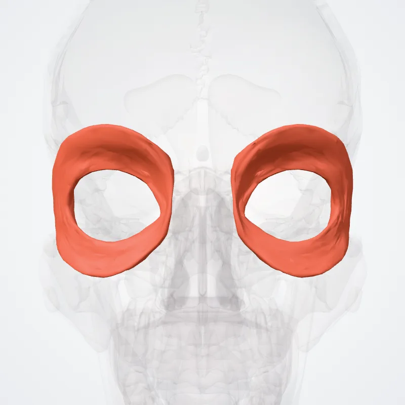 Orbital part of orbicularis oculi (Pars orbitalis musculi orbicularis oculi) highlighted in a 3D model of the human body