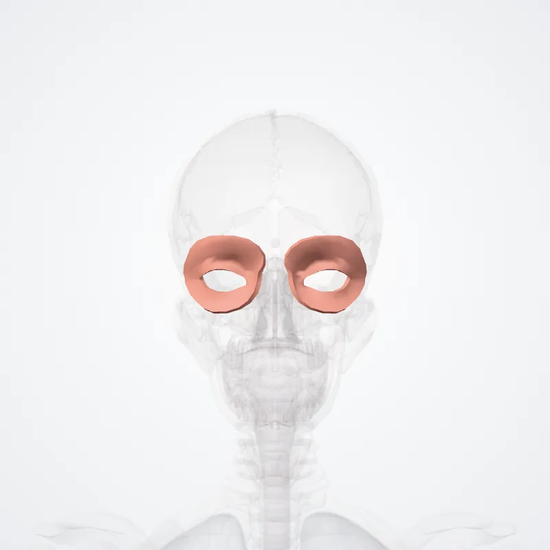 Orbital region (Regio orbitalis) highlighted in a 3D model of the human body