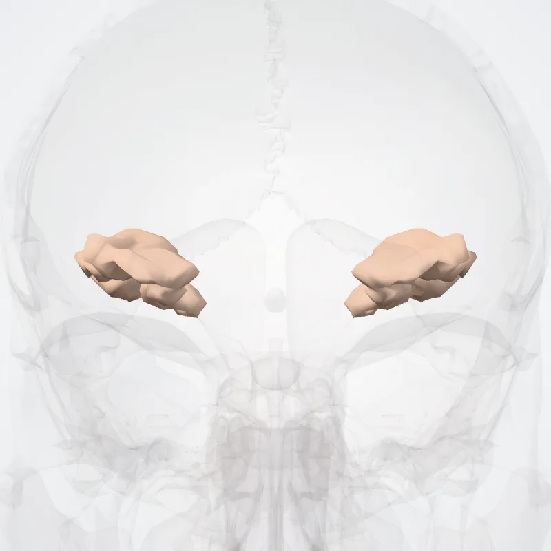 Orbital sulci (H-shaped orbital sulci*) highlighted in a 3D model of the human body