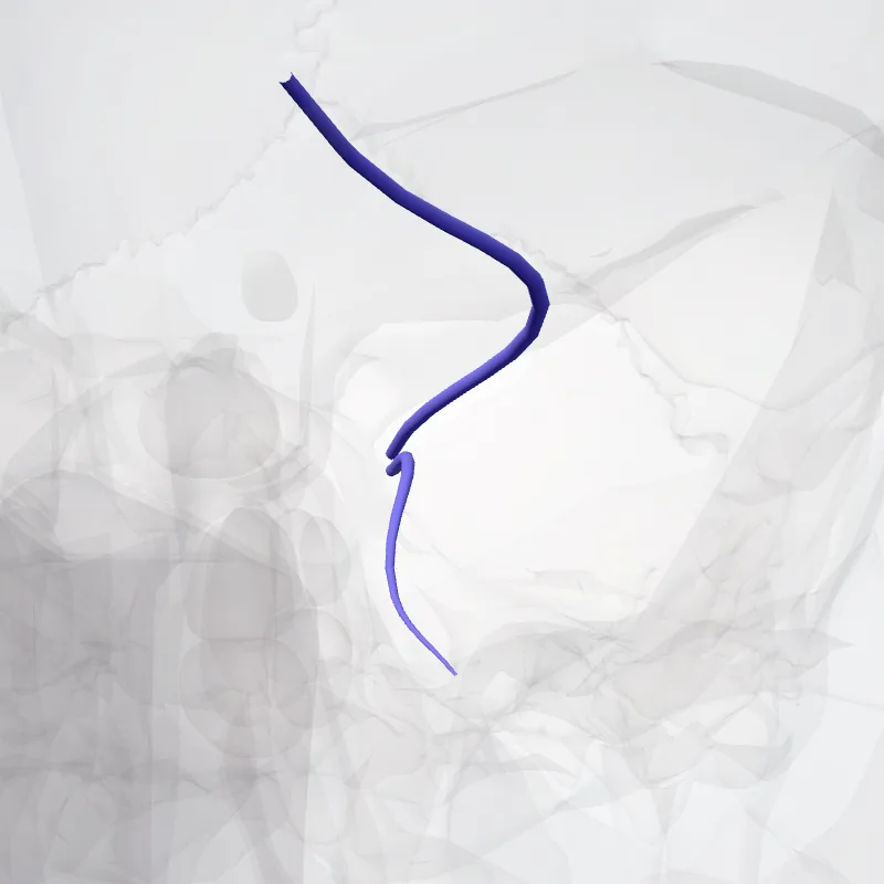 Venae orbitales (Orbital veins) hervorgehoben in einem 3D-Modell des menschlichen Körpers