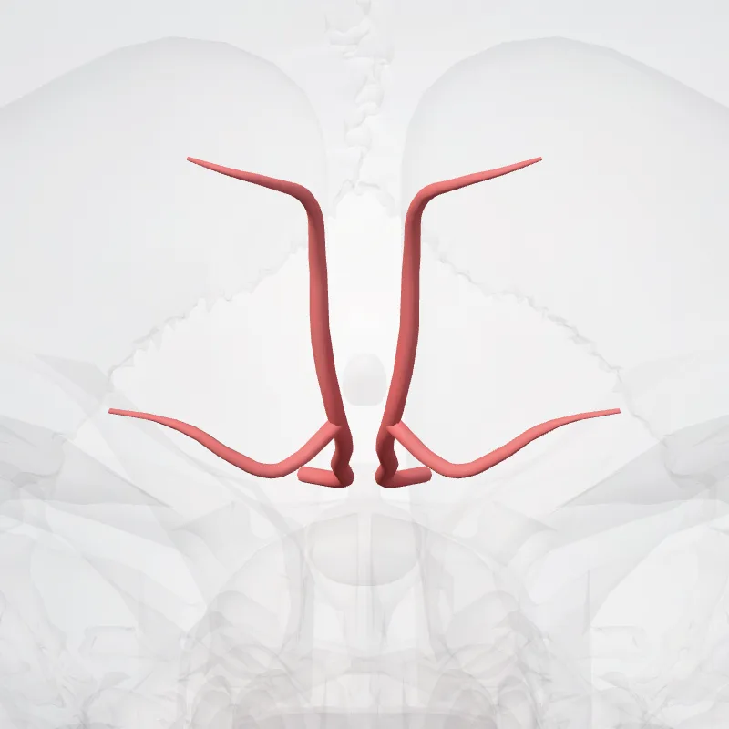Orbitofrontal branches of anterior cerebral artery (Rami orbitofrontales arteriae cerebri anterior) highlighted in a 3D model of the human body