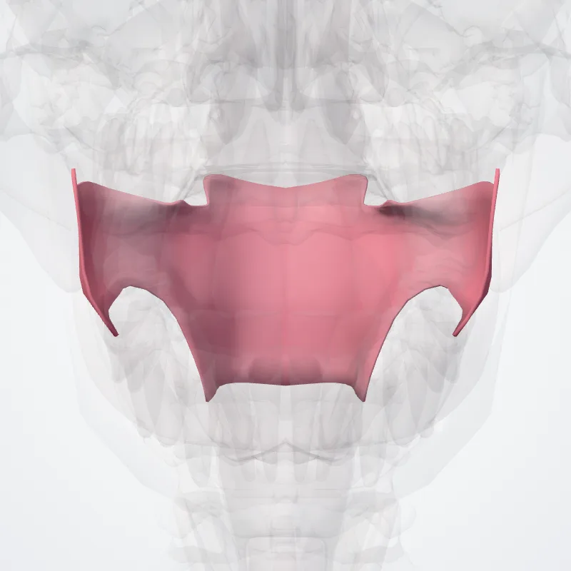 Oropharynx (Pars oralis pharyngis) highlighted in a 3D model of the human body