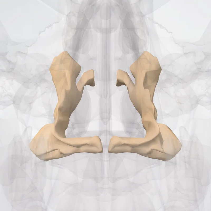 Os palatinum (Palatine bone) hervorgehoben in einem 3D-Modell des menschlichen Körpers