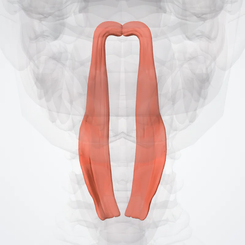 Palatopharyngeus muscle (Musculus palatopharyngeus) highlighted in a 3D model of the human body