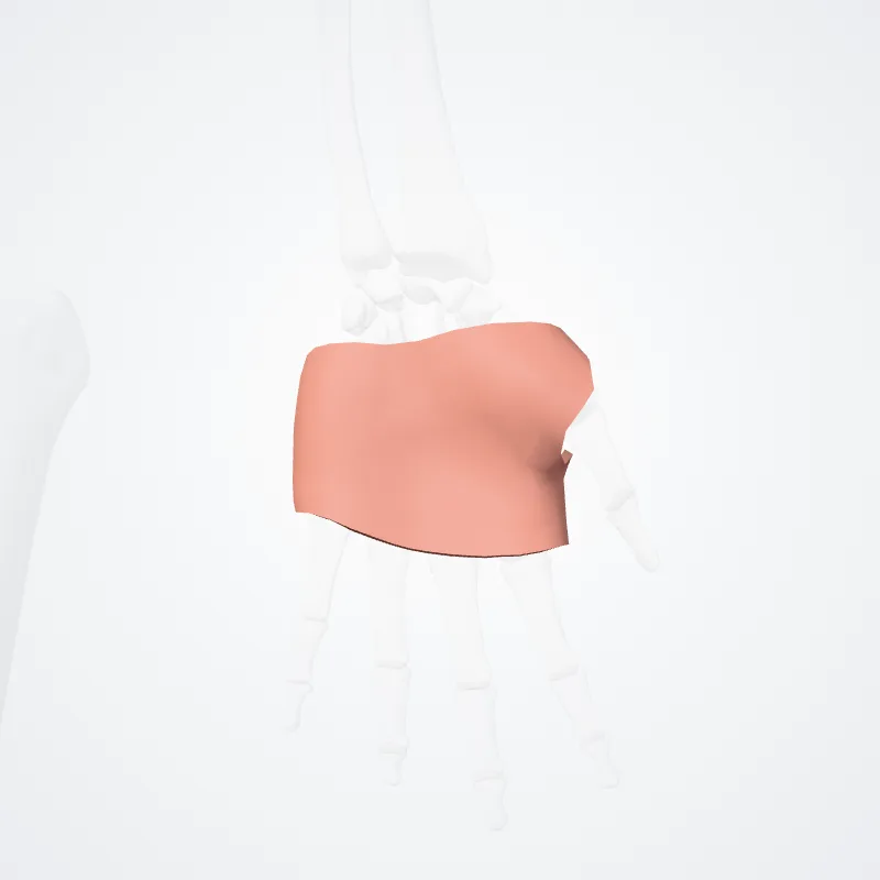 Palma (Palm) hervorgehoben in einem 3D-Modell des menschlichen Körpers
