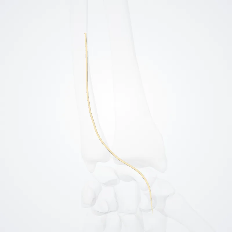 Palmar branch of median nerve (Ramus palmaris nervi mediani) highlighted in a 3D model of the human body