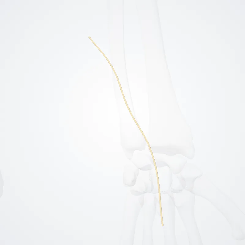 Ramus palmaris nervi ulnaris (Palmar branch of ulnar nerve) hervorgehoben in einem 3D-Modell des menschlichen Körpers
