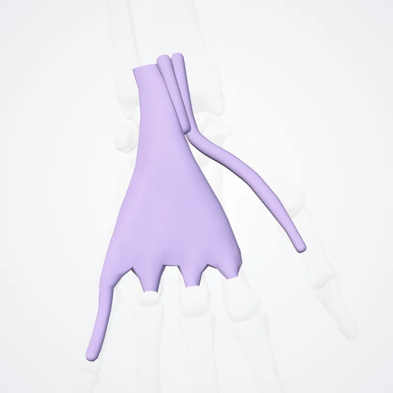Palmar carpal tendon sheaths (Vaginae carpeae palmares tendinum) highlighted in a 3D model of the human body
