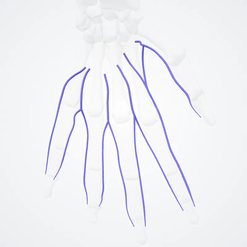 Venae digitales palmares (Palmar digital veins) hervorgehoben in einem 3D-Modell des menschlichen Körpers