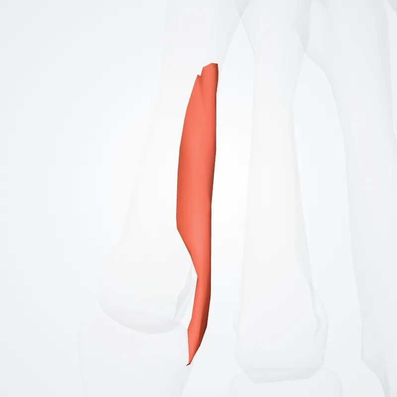 Palmar interossei muscles (Musculi interossei palmares) highlighted in a 3D model of the human body