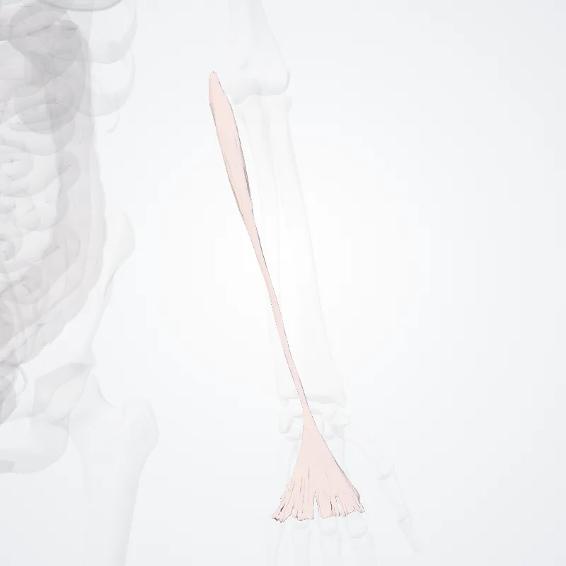 Musculus palmaris longus (Palmaris longus muscle) hervorgehoben in einem 3D-Modell des menschlichen Körpers