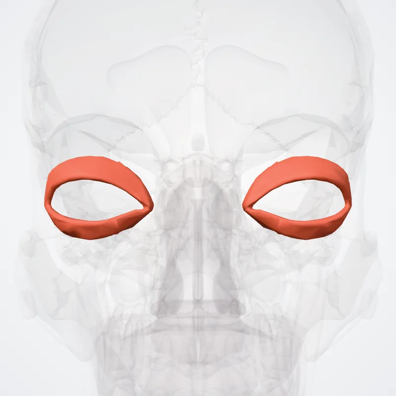 Palpebral part of orbicularis oculi (Pars palpebralis musculi orbicularis oculi) highlighted in a 3D model of the human body